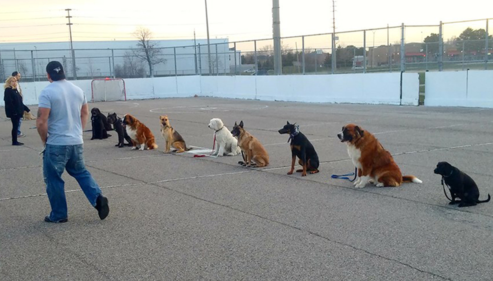 dog trainers mississauga ontario